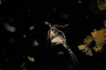 Copepod (zooplankton) in freshwater and Marine under microscope.