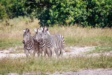 Fototapeta na wymiar Group of Zebras standing in grass.