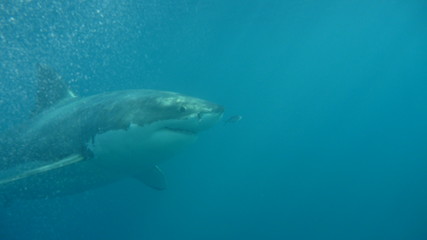Fototapeta premium Shark