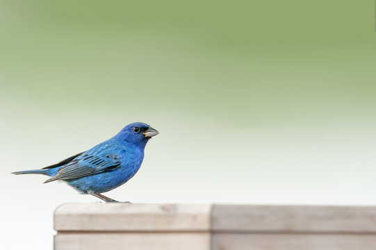 Male Indigo Bunting