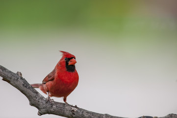 Male Northern Cardinal