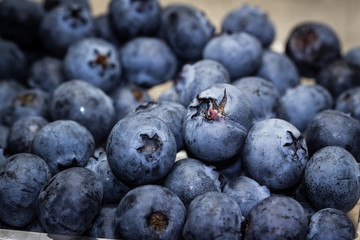freshly picked ripe blueberries
