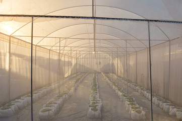 Vegetables hydroponics,Fresh organic vegetable in hydroponic vegetable field.