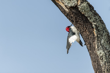 Red-headed Woodpecker