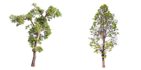 Obraz premium Collection of tree on white background. (for gardening) 