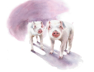 Piglets pigs farm animals cute pets watercolor painting illustration isolated on white background © Yulia