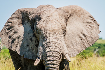 Elephant starring at the camera.