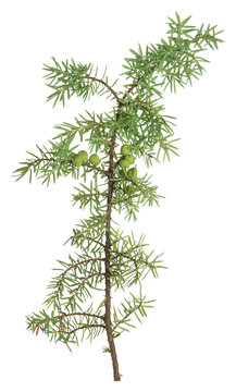 Common juniper, Juniperus communis twig isolated on white background