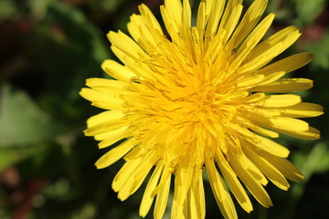 Flower Closeup