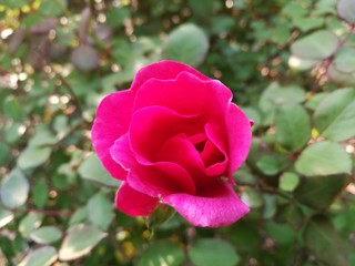 Chinese rose with sunshine