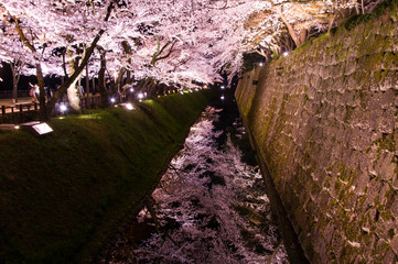 金沢城公園の桜のライトアップ