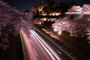 金沢城の石垣と桜の夜景