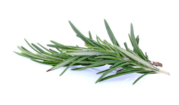 Rosemary isolated on white background