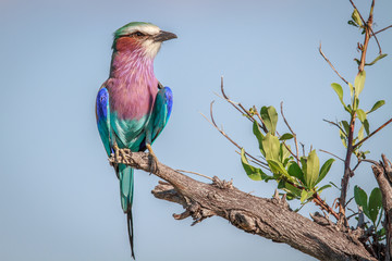 Lilac-breasted roller on a branch.