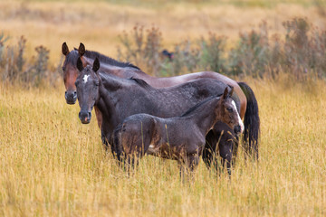 Horses Standing In The Farming Grassland