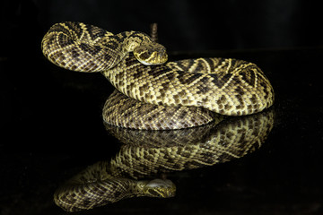 Eastern diamondback rattlesnake