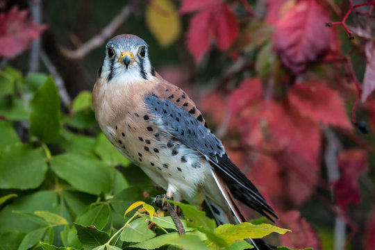 American kestrel in a tree in the fall