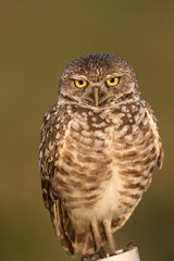 Burrowing owl