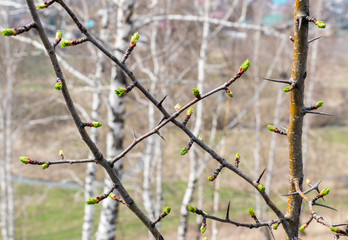 Young Spring Pawthorn Buds