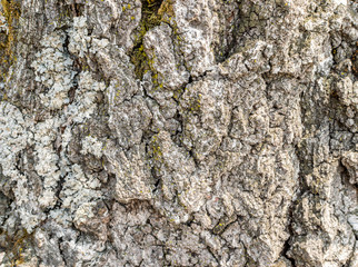 Natural Old Tree Bark