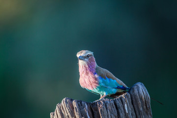 Lilac-breasted roller on a tree trunk.