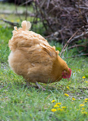 Golden tan Buff Orpington hen pecking at grain in grassy field with twigs in background. Photographed in profile with shallow depth of field.