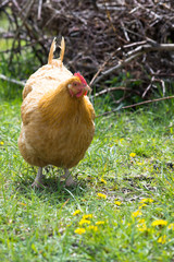 Golden tan Buff Orpington hen facing camera grassy field with dandelions in foreground and twigs in background. Photographed with shallow depth of field.