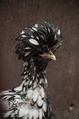 Close up of Silver Laced Polish Chicken with white and black feathers in crest against wood background. Hen is facing right. Shallow depth of field.