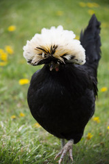 Head of White Crested Black Polish Chicken with white feather crest walking in field with grass and dandelions. Photographed with shallow depth of field in natural light.