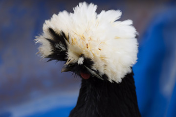 Head of White Crested Black Polish Chicken with white feather crest against a blue background. Photographed with shallow depth of field in natural light.