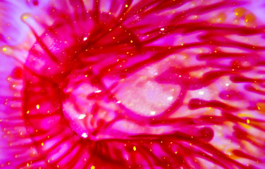 The Abstract of Red and Yellow Color