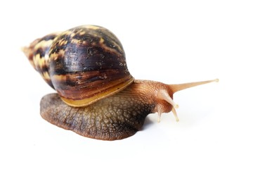 The big brown snail on white background ,Gastropoda