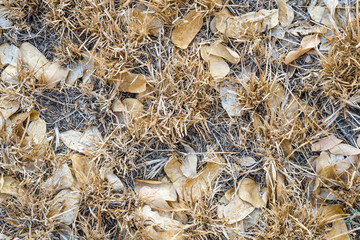 Dry grass and dry leaves on the ground.