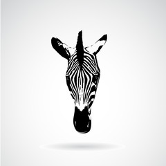 Vector of an zebra face on white background. Wild Animals.