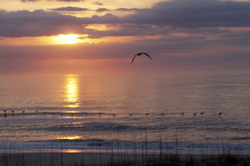 Luminous Sea With Hunting Pelicans