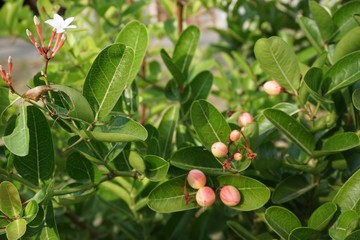 Carissa carandas plant