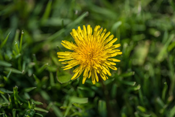 single yellow dandelion in grass