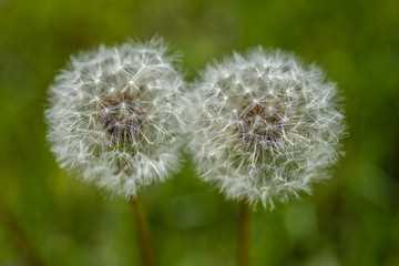 two dandelions in field