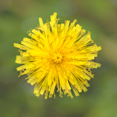 A macro image of a yellow dandelion flower
