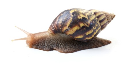 The big brown snail on white background ,Gastropoda