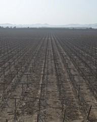 Industrial wine and pisco production, at vineyards near Ica, Peru