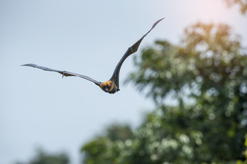 Fototapeta na wymiar Bat flying on blue sky