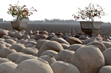 Industrial wine and pisco production, at vineyards near Ica, Peru