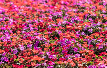 Pink and Purple Flowers