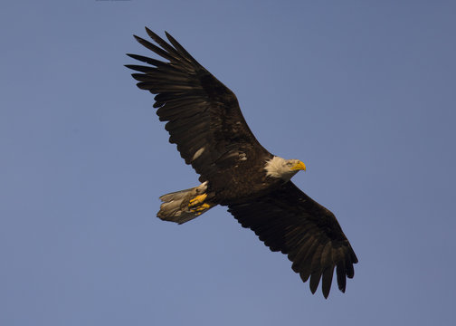 Bald eagle flying, seen in the wild in  North California