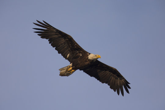 Bald eagle flying, seen in the wild in  North California