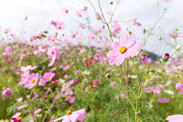 Obraz na płótnie Canvas Pink cosmos flower blooming in the field