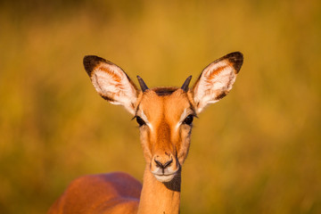Young Impala starring at the camera.