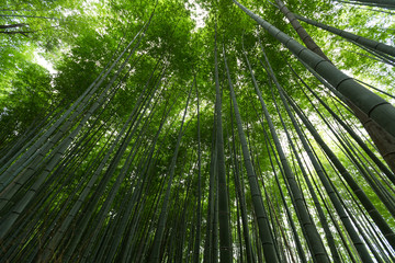 Fototapeta na wymiar Bamboo groves
