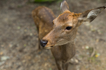 Deer close up